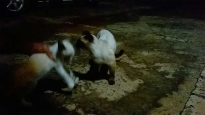 Gato ra a srd e siamês  idade 2 a 6 meses nome Gatinho e sua Mãe!!!