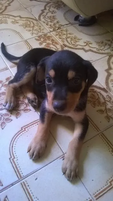 Cachorro raça caracteristicas de rottweiller idade 2 a 6 meses nome nao possui nome
