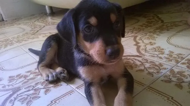 Cachorro raça caracteristicas de rottweiller idade 2 a 6 meses nome nao possui nome