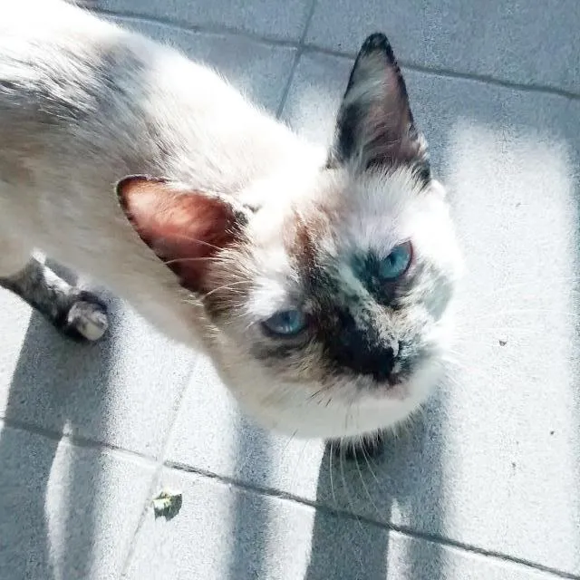 Gato ra a Siamês idade 1 ano nome Elza