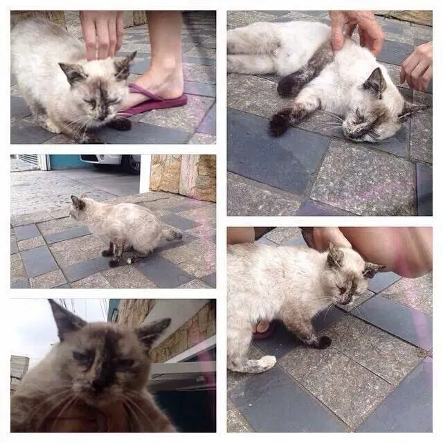 Gato ra a Siamês idade 1 ano nome Elza