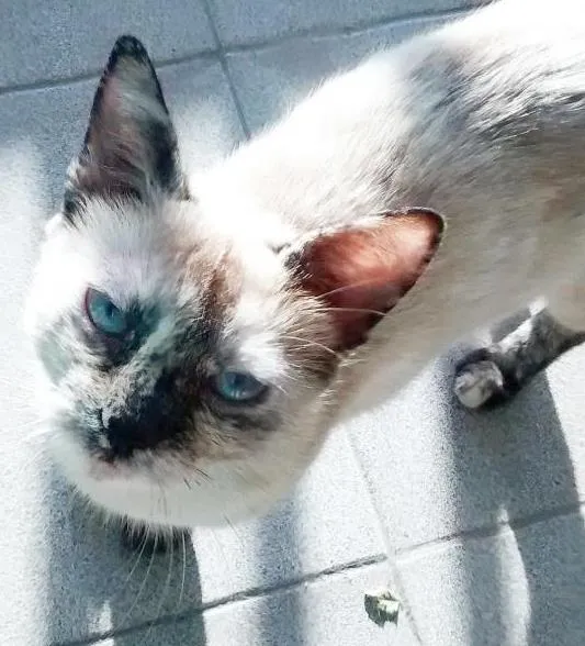 Gato ra a Siamês idade 1 ano nome Elza