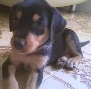 Cachorro raça caracteristicas de rottweiller idade 2 a 6 meses nome nao possui nome