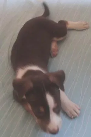 Cachorro raça Mestiça idade 7 a 11 meses nome Mel