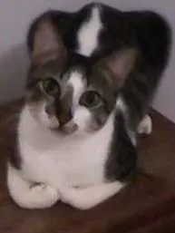 Gato raça INDEFINIDA idade 1 ano nome JHONNY