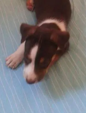 Cachorro ra a Mestiça idade 7 a 11 meses nome Mel
