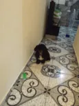 Tobby