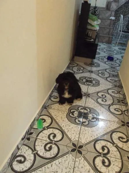 Cachorro ra a lhasa idade 2 a 6 meses nome Tobby