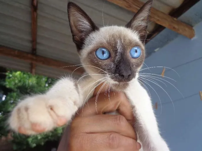 Gato ra a Siamês idade 2 a 6 meses nome Xuxa