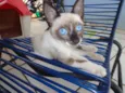 Xuxa