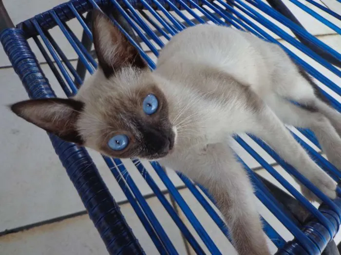 Gato ra a Siamês idade 2 a 6 meses nome Xuxa