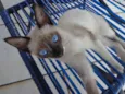 Xuxa