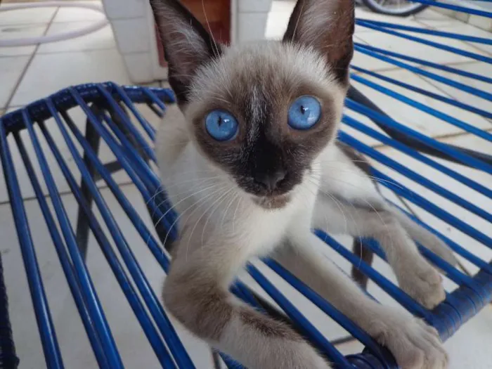 Gato ra a Siamês idade 2 a 6 meses nome Xuxa