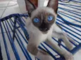Xuxa