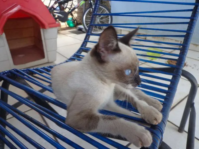 Gato ra a Siamês idade 2 a 6 meses nome Xuxa