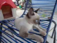 Xuxa