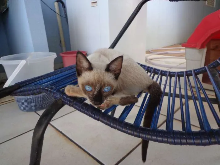 Gato ra a Siamês idade 2 a 6 meses nome Xuxa