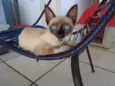 Xuxa