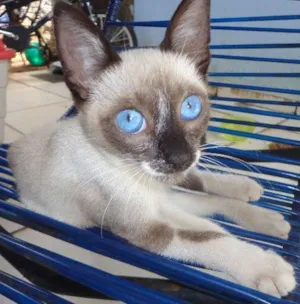 Gato raça Siamês idade 2 a 6 meses nome Xuxa
