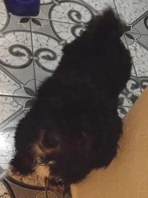 Cachorro ra a lhasa idade 2 a 6 meses nome Tobby