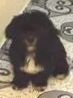 Tobby