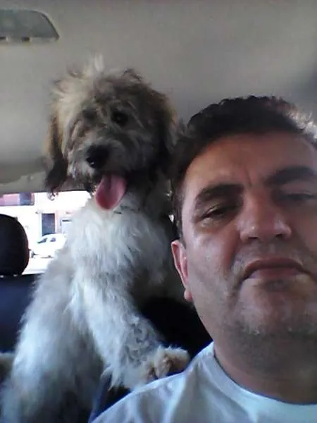 Cachorro ra a Poodle C/ VIRA LATA idade 7 a 11 meses nome MESSI