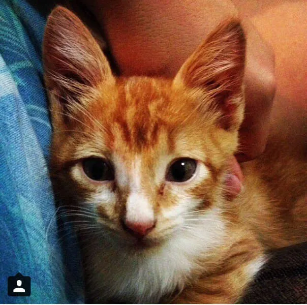 Gato ra a não tem idade 7 a 11 meses nome panqueca