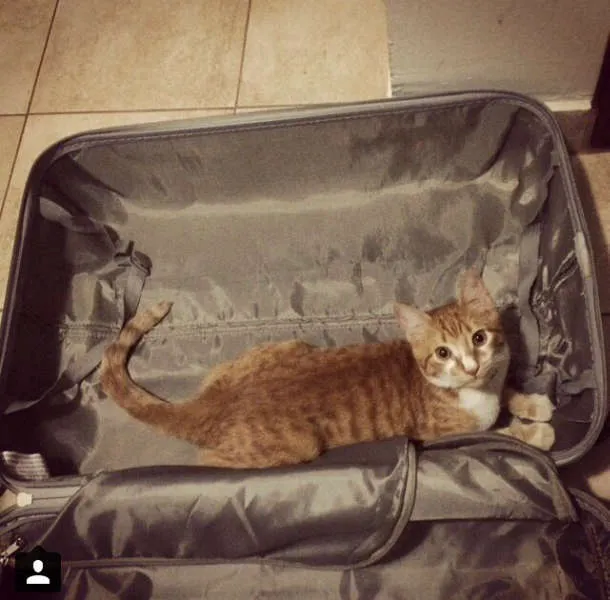 Gato ra a não tem idade 7 a 11 meses nome panqueca