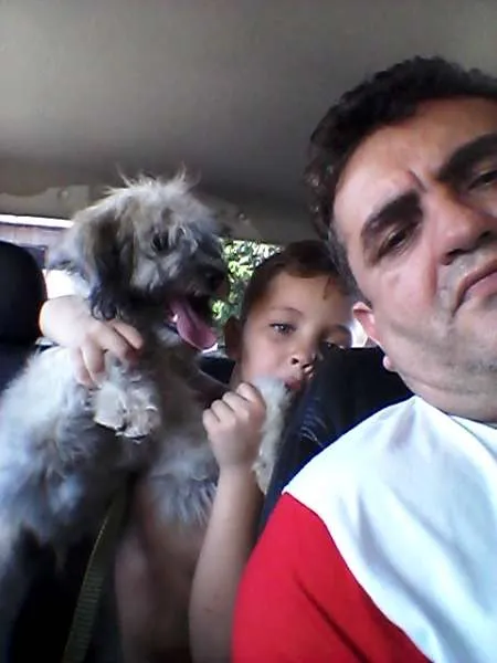 Cachorro ra a Poodle C/ VIRA LATA idade 7 a 11 meses nome MESSI