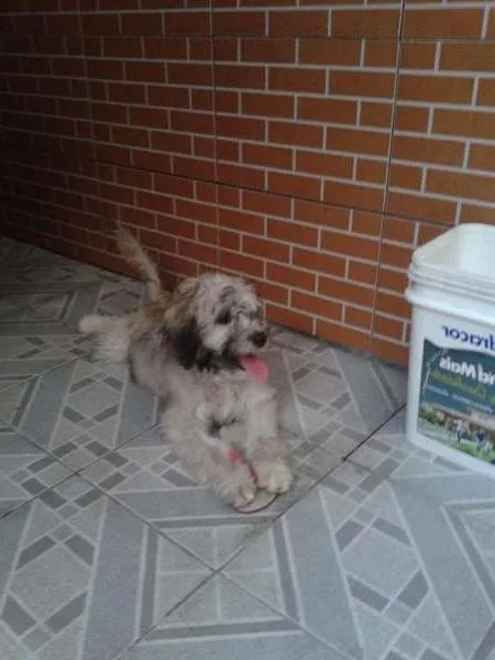 Cachorro ra a Poodle C/ VIRA LATA idade 7 a 11 meses nome MESSI