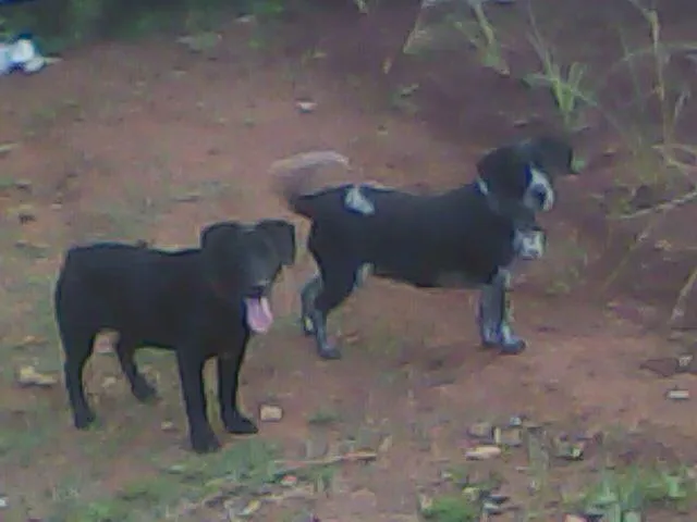 Cachorro ra a SRD idade 2 anos nome Urso e Selena