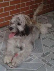 Cachorro raça Poodle C/ VIRA LATA idade 7 a 11 meses nome MESSI