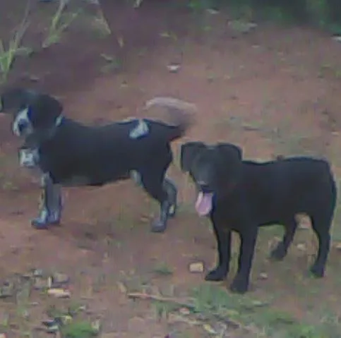 Cachorro ra a SRD idade 2 anos nome Urso e Selena