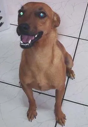 Cachorro raça Mestiço idade 1 ano nome Cuk