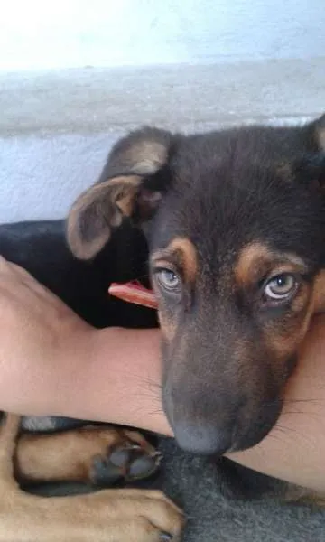 Cachorro ra a Pastor Belga idade 2 a 6 meses nome Logan