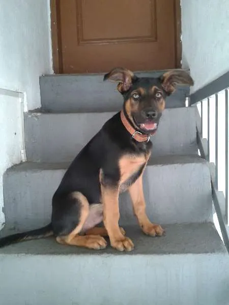 Cachorro ra a Pastor Belga idade 2 a 6 meses nome Logan