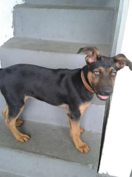 Cachorro ra a Pastor Belga idade 2 a 6 meses nome Logan