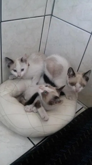 Gato ra a  idade 2 a 6 meses nome Lua... Sofia e Mingau