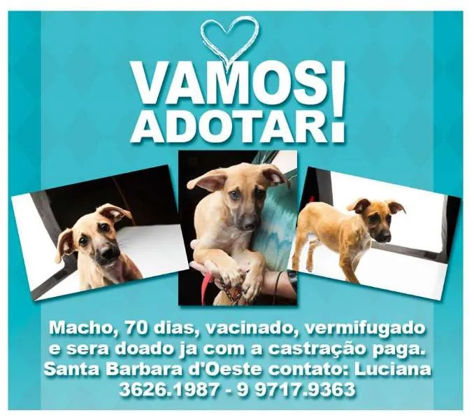 Cachorro ra a SRD idade 2 a 6 meses nome No Name