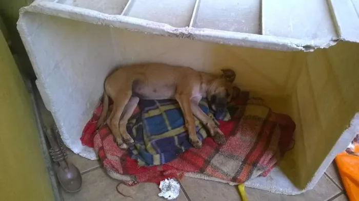 Cachorro ra a SRD idade 2 a 6 meses nome No Name