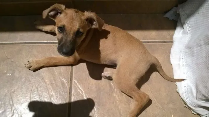 Cachorro ra a SRD idade 2 a 6 meses nome No Name