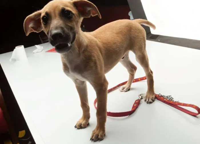 Cachorro ra a SRD idade 2 a 6 meses nome No Name