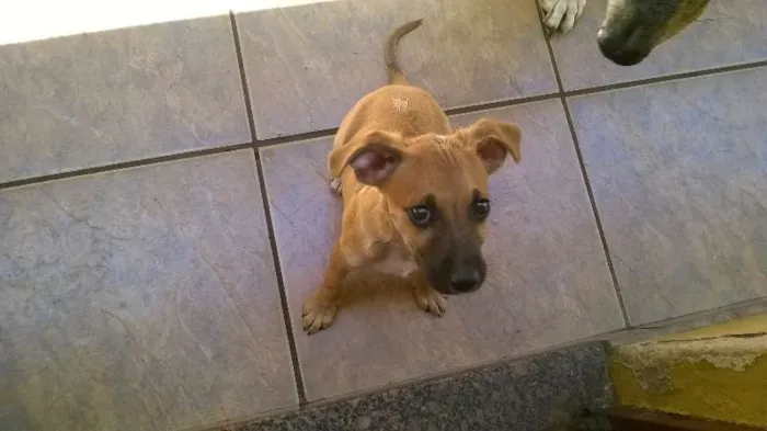 Cachorro ra a SRD idade 2 a 6 meses nome No Name
