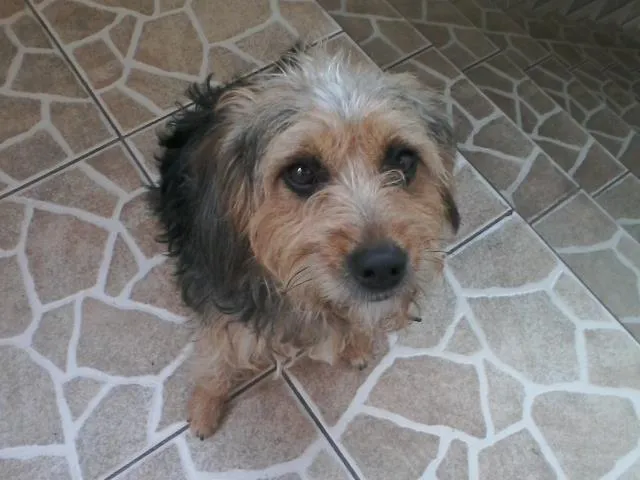 Cachorro ra a poodle (pudol) com beagle (bigol) idade 3 anos nome princesa