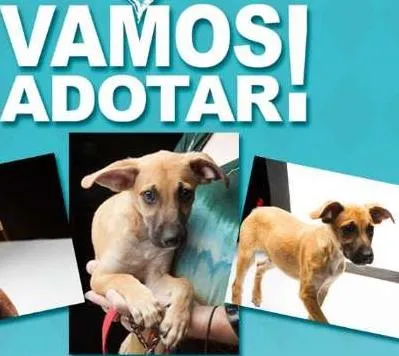 Cachorro ra a SRD idade 2 a 6 meses nome No Name