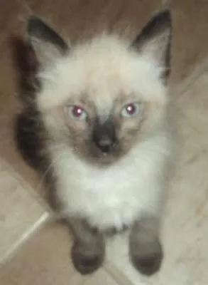Gato ra a Siamês idade 2 a 6 meses nome Jujuba