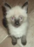 Jujuba