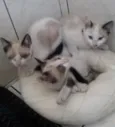 Lua... Sofia e Mingau