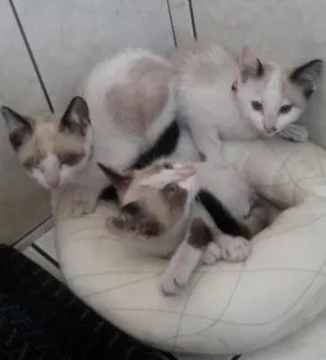 Gato raça  idade 2 a 6 meses nome Lua... Sofia e Mingau