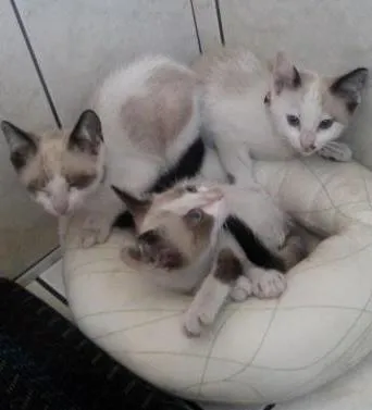 Gato ra a  idade 2 a 6 meses nome Lua... Sofia e Mingau